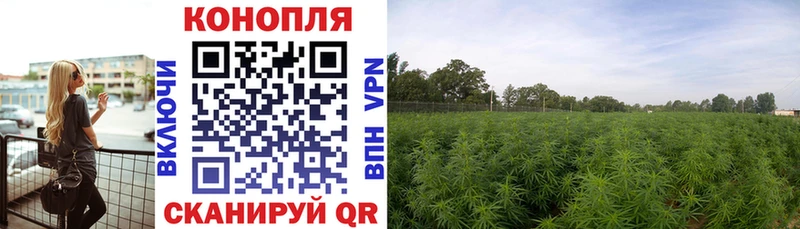 где можно купить наркотик  MEGA ссылка  Конопля сатива  Кодинск 